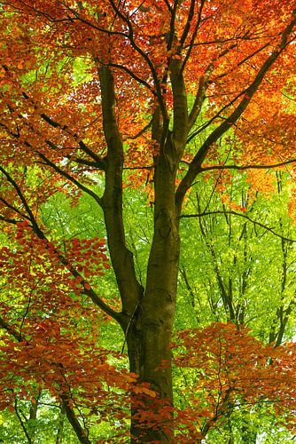 Rode Beuk in het groen