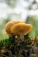 Paddestoelen in het bos