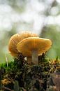 Mushrooms in the forest by Michelle Rook thumbnail