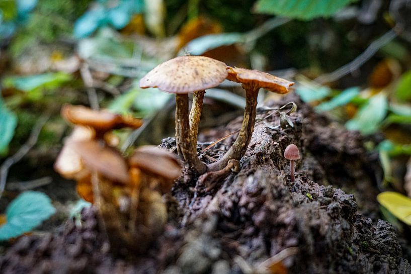 Mushrooms in the forest by Johannes Grandmontagne