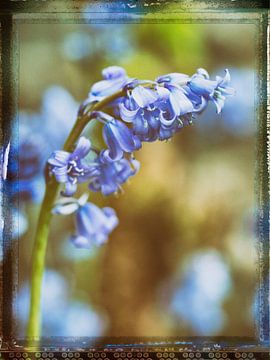 Bluebell by Jo Beerens