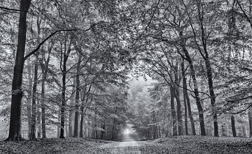 De paden op de Lanen in van Martin Bergsma