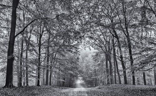 The paths on the avenues in by Martin Bergsma