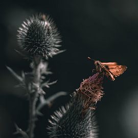 Bullhead butterfly by Nicole Skrok