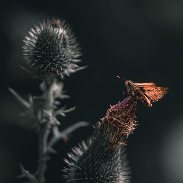 Bullhead butterfly by Nicole Skrok