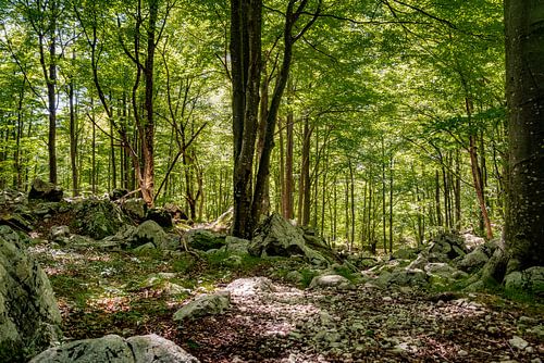 Magischer Wald