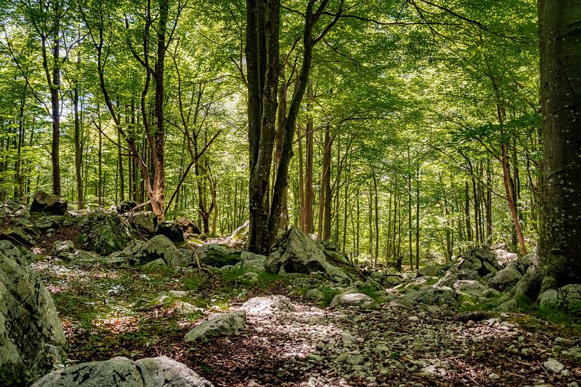 Magical Forest by Fartifos