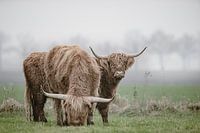 Schotse Hooglanders in mistig polderlandschap.
