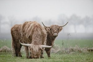 Highlanders écossais dans un paysage de polders brumeux.