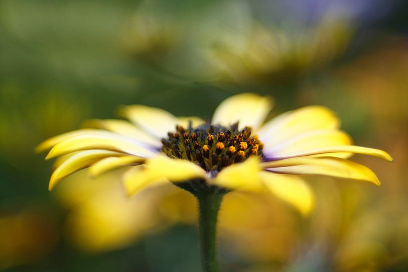 Standing out..... van LHJB Photography