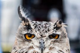 Une chouette rêveuse sur Atelier Liesjes