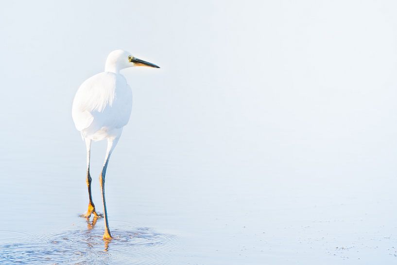 Great egret by Danny Slijfer Natuurfotografie