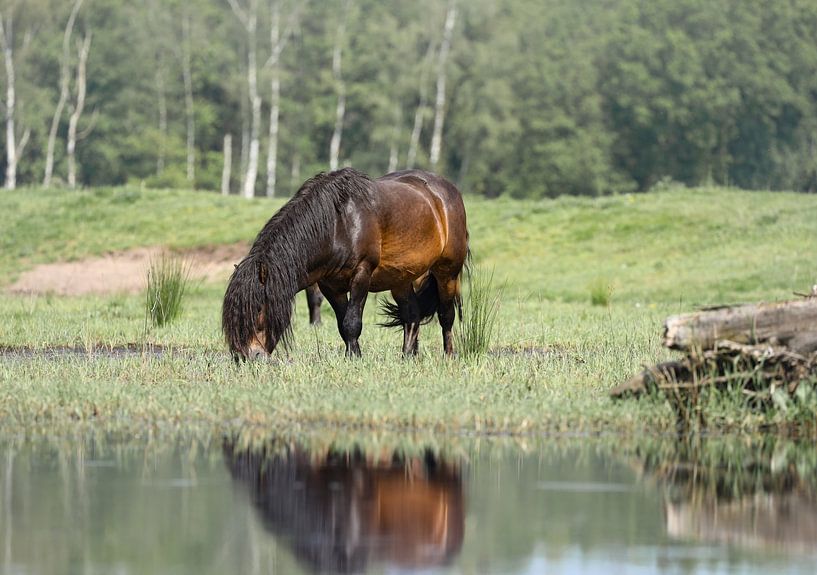 Exmoor pony by Marieke Funke