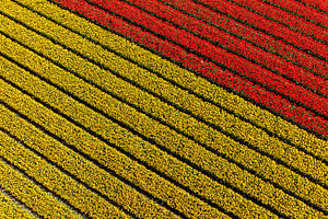 Tulpenveld vanuit de lucht