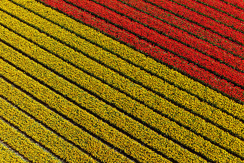 Tulpenveld vanuit de lucht van Keesnan Dogger Fotografie