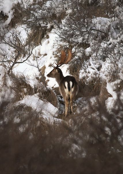 fallow deer man in the snow by Marijke Groos