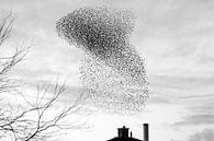 Starling swarm forms plume of smoke by Art by Fokje thumbnail