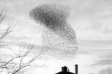 Starling swarm forms plume of smoke by Art by Fokje