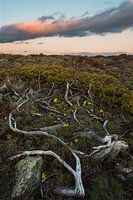 Roots
