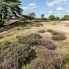 Heide Panorama Zuiderheide Laren NH van Martin Stevens