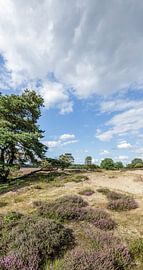 Pano Zuiderheide Laren North Holland, bruyère fleurie