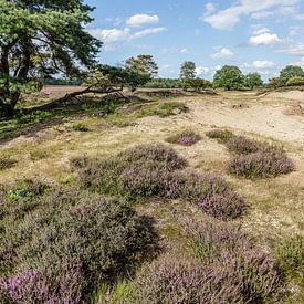 Pano Zuiderheide Laren North Holland, flowering heather by Martin Stevens