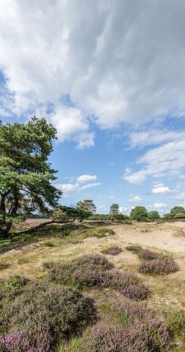 Heide Panorama Zuiderheide Laren NH