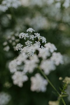 Fluitenkruid | Natuurfotografie | Green | Fine art print van Alblasfotografie