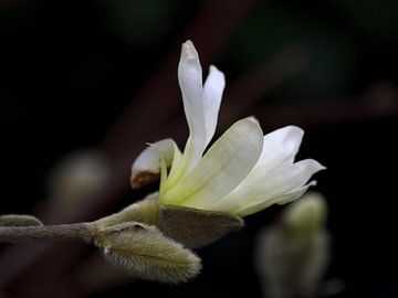 Een witte bloem van een magnolia