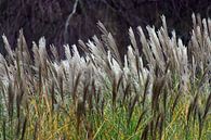 The Wind That Shakes The Reed van Insolitus Fotografie thumbnail