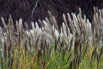 Der Wind, der das Schilf schüttelt