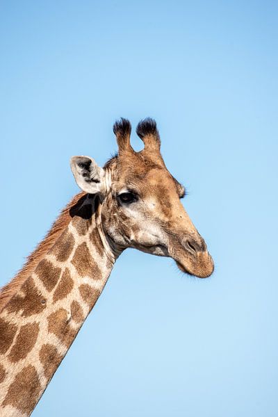 Giraffe van Nico Hochberger