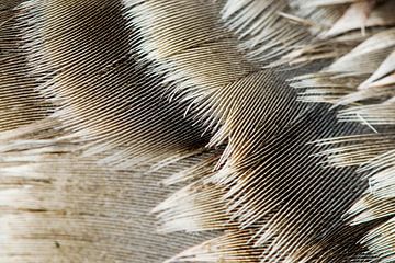 Goose feathers