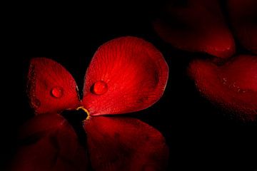 Red Camellia petals with droplets