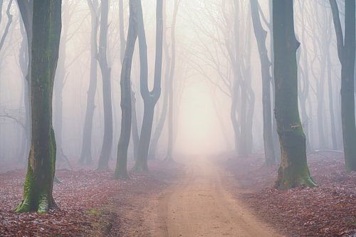 Pad door een mistig bos tijdens een winterse dag