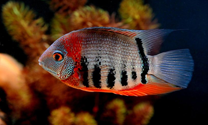 Heros rotkeil. von Jose Lok