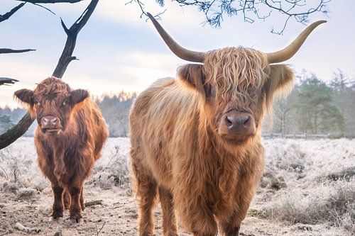 Twee Schotse Hooglanders zeggen gedag