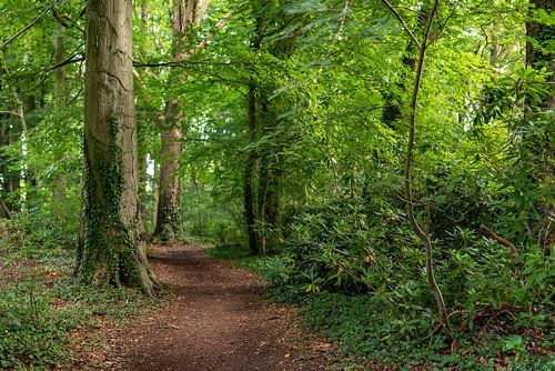Le chemin forestier dans le vert.