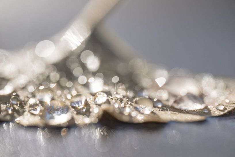 Sunny drops by MientjeBerkersPhotography