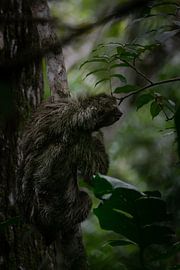 Faultiere - Das Symbol der Ruhe in Costa Ricas Nationalparks