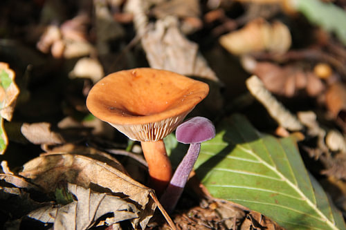 Champignons forestiers
