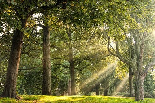 Overstraling in het bos