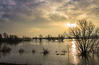 Hoog water van de Waal