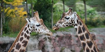 Twee Giraffen van SuparDisign