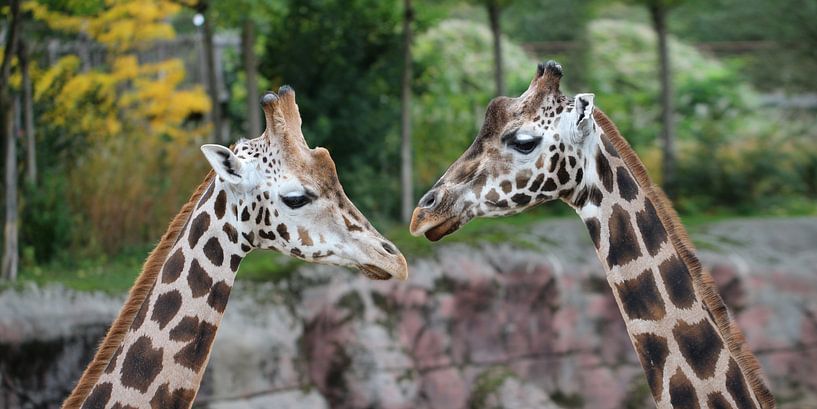 Two Giraffes by SuparDisign