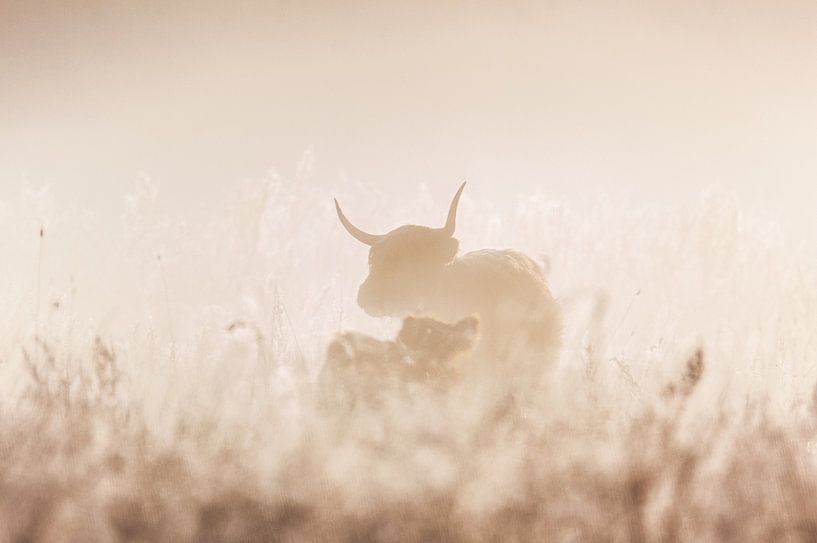 Schotse hooglanders in de mist van J Y