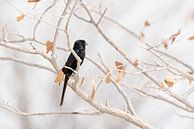 Zwarte vogel op tak in naturel- en pastelkleuren | Natuurfotografie Afrika van Monique Tekstra-van Lochem thumbnail