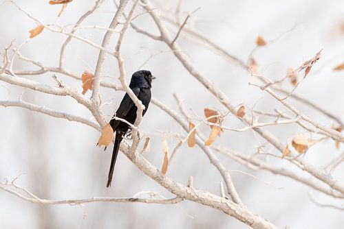 Zwarte vogel op tak in naturel- en pastelkleuren | Natuurfotografie Afrika van Monique Tekstra-van Lochem