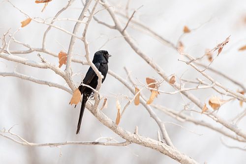 Zwarte vogel op tak in naturel- en pastelkleuren | Natuurfotografie Afrika