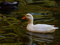 Witte eend